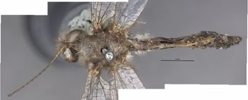 Media type: image;   Entomology 10528 Aspect: habitus dorsal view